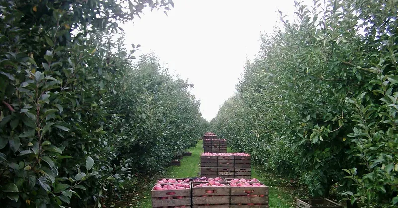 Cajones de madera llenos de manzanas apilados en una calle del manzano, esperando a salir de la finca