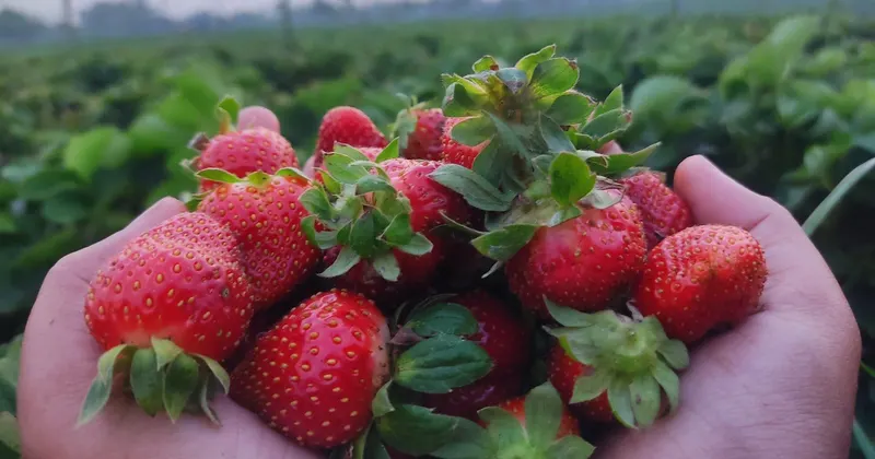 Manos sosteniendo un puñado de fresas recién cogidas sobre las líneas de cultivo de una finca